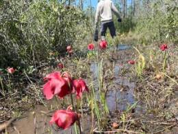 Red flowers in the water.